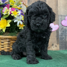 Goldendoodle Puppy Elvis