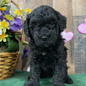 Goldendoodle Puppy Elvis