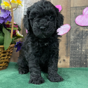 Goldendoodle Puppy Elvis