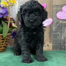 Goldendoodle Puppy Elvis