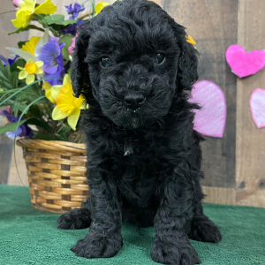 Goldendoodle Puppy Elvis