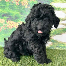 Goldendoodle Puppy Elvis