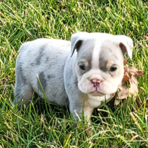 Bulldog Puppy Zeke
