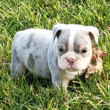 Bulldog Puppy Zeke