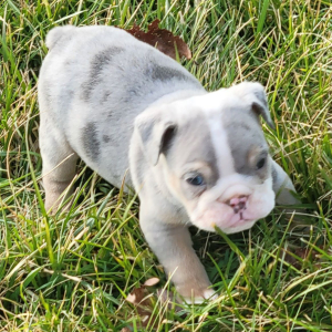 Bulldog Puppy Zeke