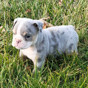 Bulldog Puppy Zeke
