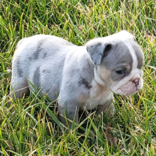 Bulldog Puppy Zeke