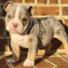 Bulldog Puppy Zeke