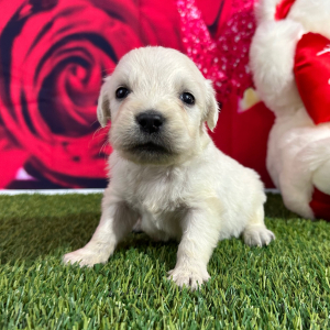 Golden Retriever Puppy Jamye
