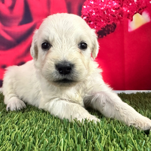 Golden Retriever Puppy Jamye