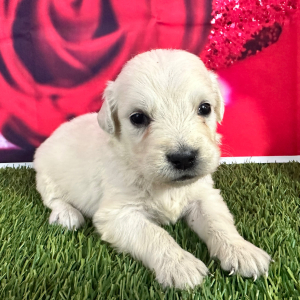 Golden Retriever Puppy Jamye