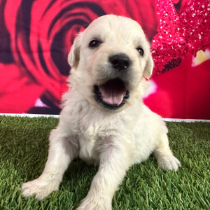 Golden Retriever Puppy Jamye