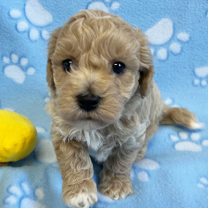 Bichonpoo Puppy Eli