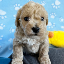 Bichonpoo Puppy Eli