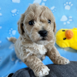 Bichonpoo Puppy Eli