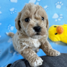 Bichonpoo Puppy Eli