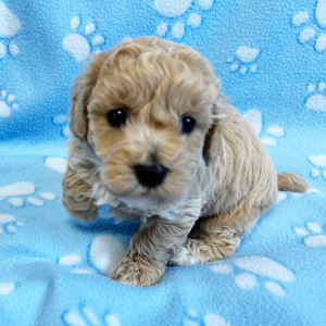Bichonpoo Puppy Eli