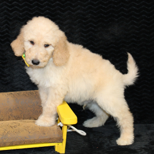 Goldendoodle Puppy Carlos