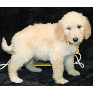 Goldendoodle Puppy Carlos