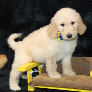 Goldendoodle Puppy Carlos