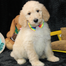 Goldendoodle Puppy Carlos