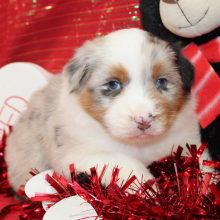 Australian Shepherd Puppy Stratton