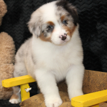 Australian Shepherd Puppy Stratton