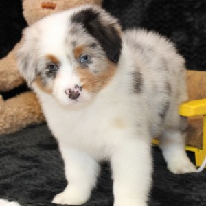 Australian Shepherd Puppy Stratton