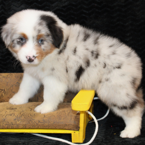 Australian Shepherd Puppy Stratton