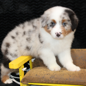 Australian Shepherd Puppy Stratton
