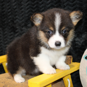 American Corgi Puppy Danika