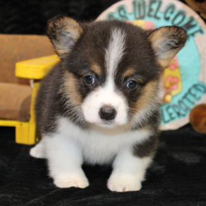 American Corgi Puppy Danika