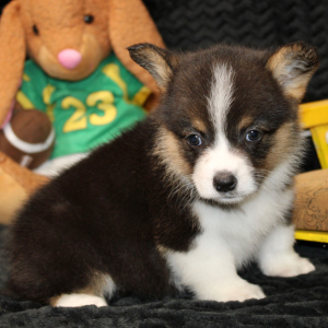 American Corgi Puppy Danika