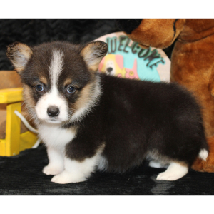 American Corgi Puppy Danika