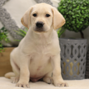 Labrador Retriever Puppy Ollie