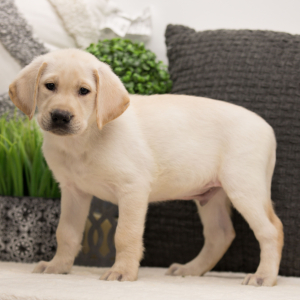 Labrador Retriever Puppy Ollie
