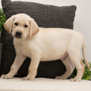 Labrador Retriever Puppy Ollie