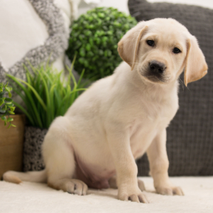 Labrador Retriever Puppy Ollie