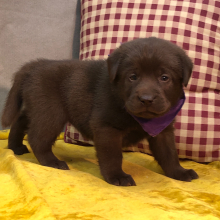 Labrador Retriever Puppy Patsy