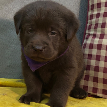 Labrador Retriever Puppy Patsy
