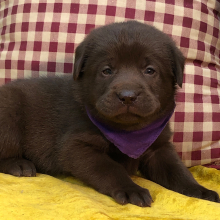 Labrador Retriever Puppy Patsy