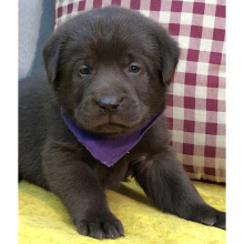 Labrador Retriever Puppy Patsy