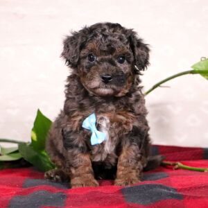 Bichonpoo Puppy Sylvan