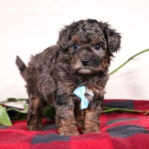 Bichonpoo Puppy Sylvan