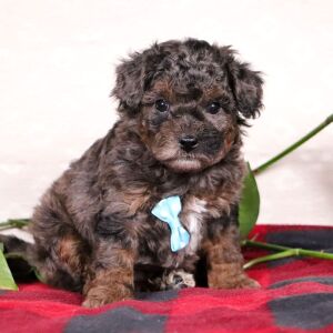 Bichonpoo Puppy Sylvan