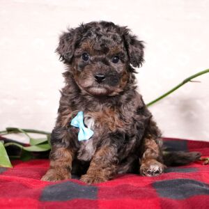 Bichonpoo Puppy Sylvan
