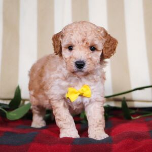 Bichonpoo Puppy Toby