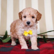 Bichonpoo Puppy Toby