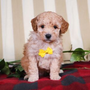 Bichonpoo Puppy Toby