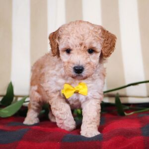 Bichonpoo Puppy Toby